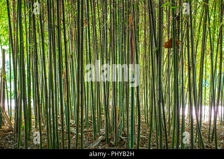 Bamboo garden. Bamboo forest natural green background. Selective focus Stock Photo