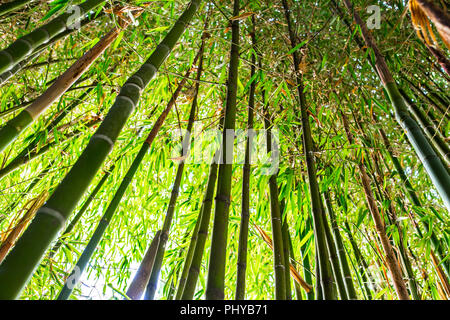 Bamboo garden. Bamboo forest natural green background. Selective focus Stock Photo