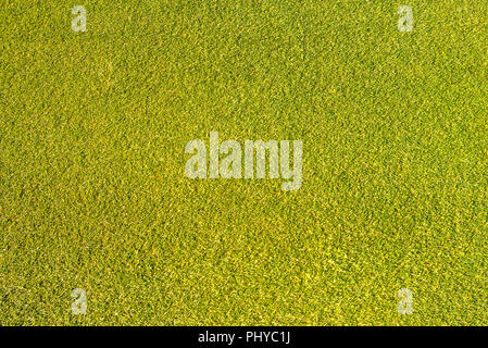 Green grass background texture Stock Photo