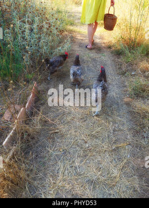 cropped image of womans legs woman in yellow summer dress with a basket of food for the Chickens in their coup and run land at a private french house Stock Photo
