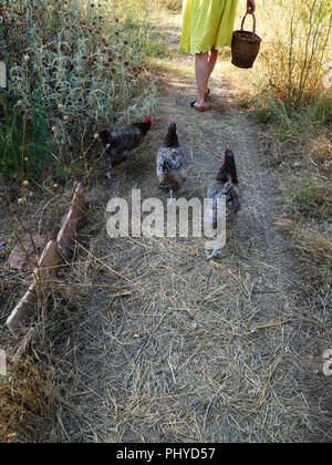 cropped image of womans legs woman in yellow summer dress with a basket of food for the Chickens in their coup and run land at a private french house Stock Photo