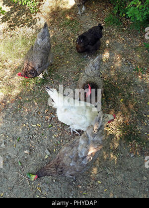 Chicken coup and run land at a private french house and garden, in summer Stock Photo