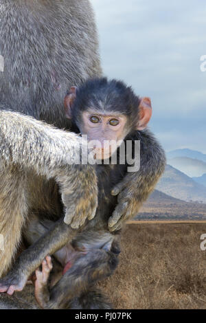 Baby monkey baboon in National park of Kenya, Africa Stock Photo