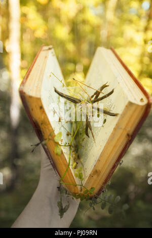 Hand holding opened magic book with magic light. Education, mystery, magic concept Stock Photo