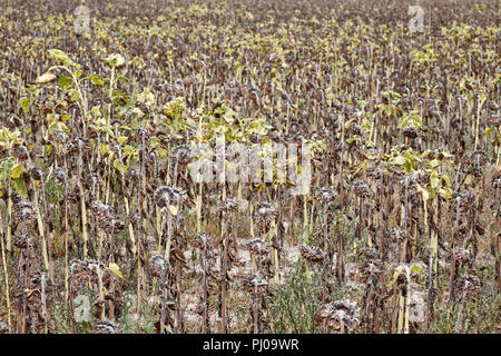 Withered sunflowers field, natural disaster caused by extreme heat and record low rainfall in Europe during summer 2018. Stock Photo