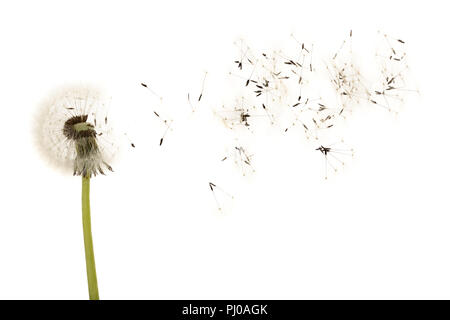 Old dandelion isolated on white background closeup. Stock Photo