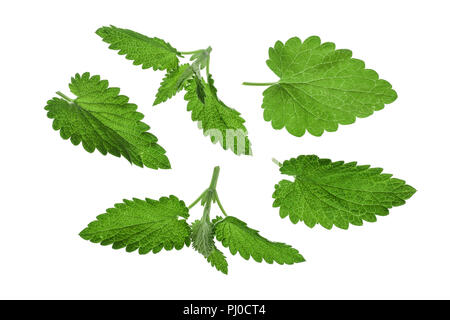 Melissa leaf or lemon balm isolated on white background. Top view. Flat lay pattern Stock Photo