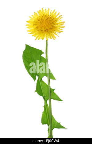 Dandelion flower or Taraxacum Officinale with leaves isolated on white background Stock Photo