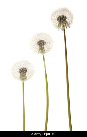 Old dandelion isolated on white background closeup Stock Photo