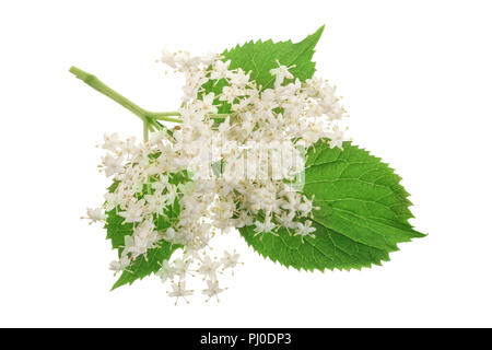 Elder flower blossoms isolated on a white background. Medicinal plant Stock Photo