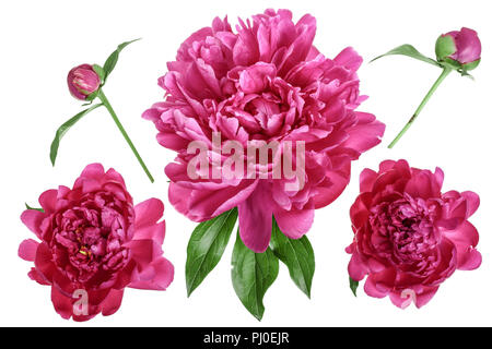 pink peony flower isolated on white background close up