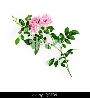 Pink rose flower with stem and leaves. Small climbing roses in summer garden. Single object isolated on white background. Top view, flat lay. Design e Stock Photo