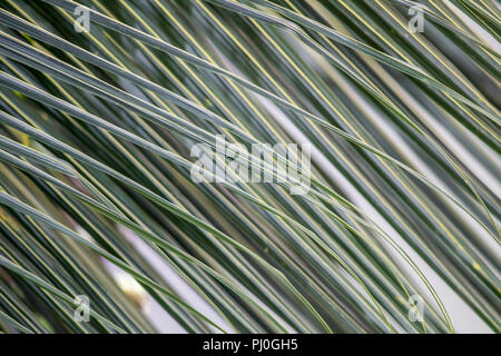 Leaf Texture background with light behind. Tropical plant leaf texture,shadow on leaves vintage style. Abstract background for elegant design cover. Stock Photo