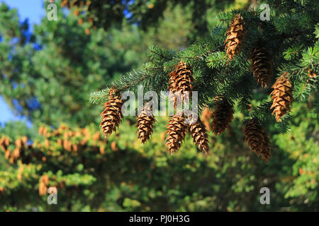 Closed up many of pine cones hanging on Pine tree in the autumn sunlight, El Calafate, Patagonia, Argentina Stock Photo