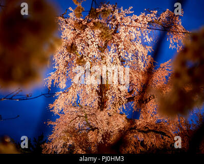 Night cherry blossoms in Maruyama Park during the cherry blossom festival. (Kyoto, Japan) Stock Photo
