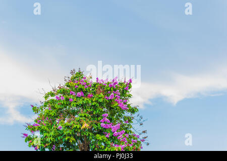 Tree with purple flowers against the blue sky with a cloud - blooming Queen's crepe-myrtle (Lagerstroemia speciosa) in Da Nang City, Vietnam. Stock Photo