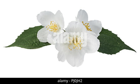 jasmine flower on a white background Stock Photo