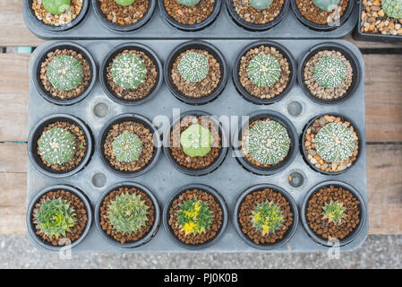 Succulents on the wooden table. Cactuses growing in pots displayed on a shop stall for sell at Chatuchak Plant Market, Bangkok