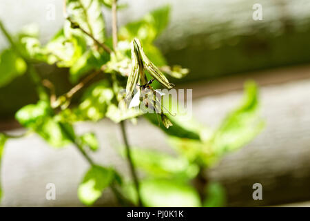 A leaf camouflaged Praying Mantis eats an Ant, looking like an alien devouring earthling in the process Stock Photo