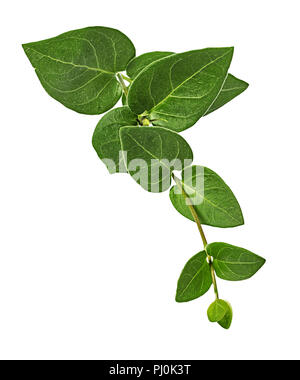 Periwinkle flower isolated on white background Stock Photo