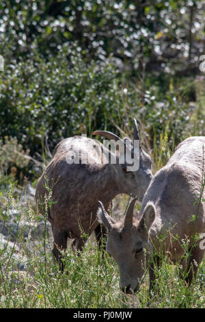 Mountains Goat (oreamnos americanus) also known as the Rocky Mountain Goat is a large hoofed mammal endemic to North America Stock Photo