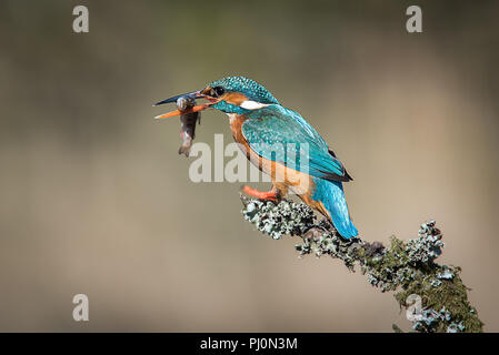 A female kingfisher sits on a lichen covered branch. After a successful div, it has a minnow in its beak. Facing left to right with copy space Stock Photo
