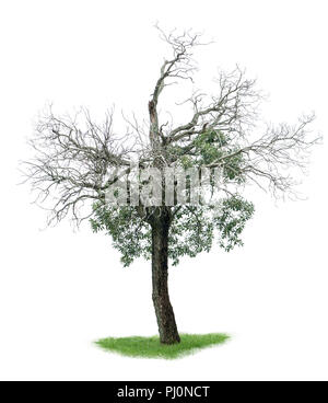 dead tree autumn tree isolated on white background Stock Photo