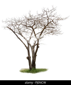 dead tree autumn tree isolated on white background Stock Photo