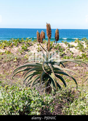 A close up view of a aloe with the flower seed pods at the top on the side of the main beach Stock Photo