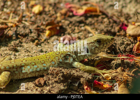 Timon lepidus, Ocellated lizard, Jeweled lizard Stock Photo