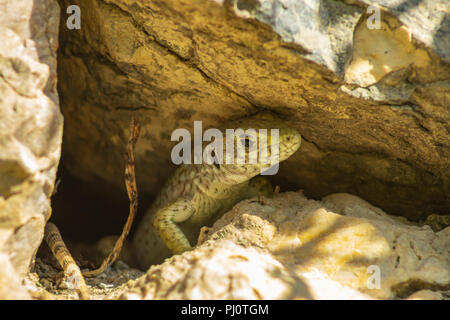 Timon lepidus, Ocellated lizard, Jeweled lizard Stock Photo