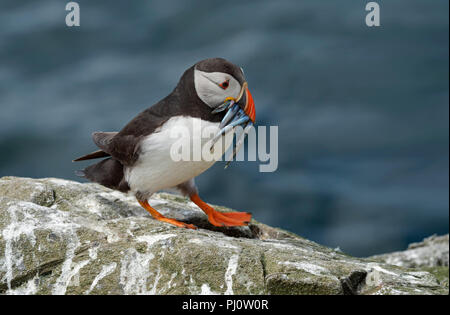 Puffin with Sandeels Fratcercula  arctica Stock Photo