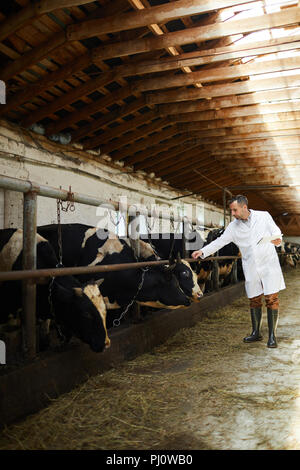 Mature Veterinarian Working with Cows Stock Photo