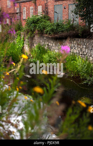 The River Skerne, Bright water project, Darlington, County Durham, England UK Stock Photo