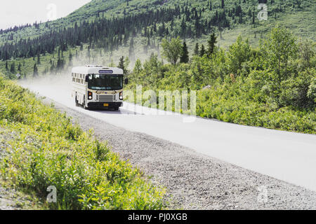 A white tour bus drives down the gravel park road in Denali National Park in Alaska. The road is closed to personal vehicles. 2018 July 30 - Denali AK Stock Photo