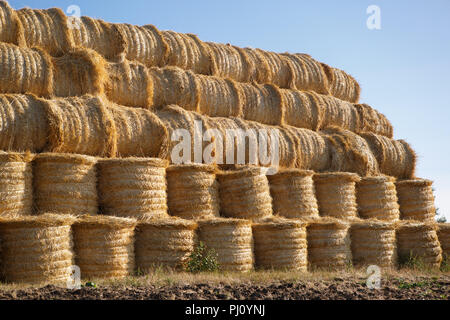 Natural food crops harvest in autumn. Yellow dry haystacks in agricultiral field on farm under blue sky Stock Photo