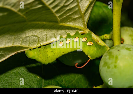 Pandora Sphinx Moth Caterpillar (Eumorpha pandorus) Stock Photo