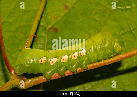 Pandora Sphinx Moth Caterpillar (Eumorpha pandorus) Stock Photo