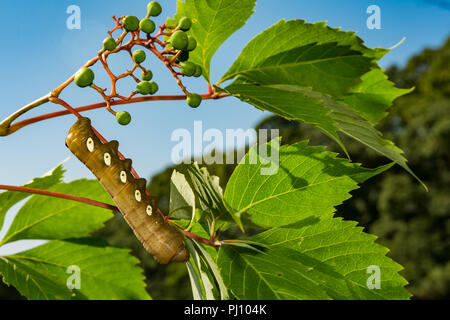 Pandora Sphinx Moth Caterpillar (Eumorpha pandorus) Stock Photo