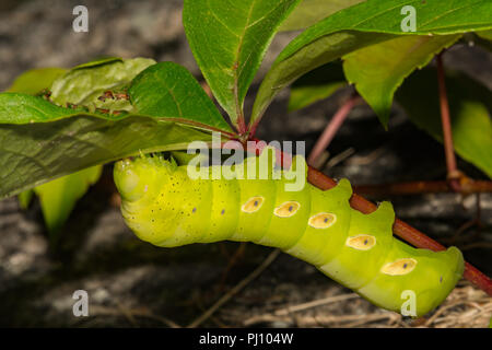 Pandora Sphinx Moth Caterpillar (Eumorpha pandorus) Stock Photo