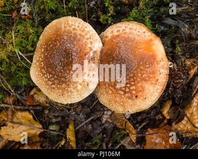 Twin mature fruiting bodies of the Blusher mushroom, Amanita rubescens, among birch leaf litter
