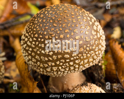 Freshly emerged fruiting body of the Blusher mushroom, Amanita rubescens, among birch leaf litter