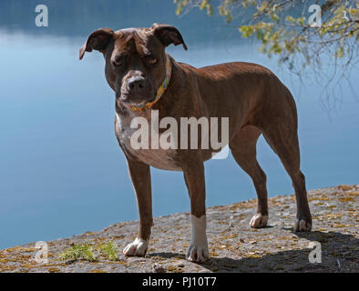 a beautiful sweet female american staffordshire pit bull terrier posed on a lake shore in oregon Stock Photo