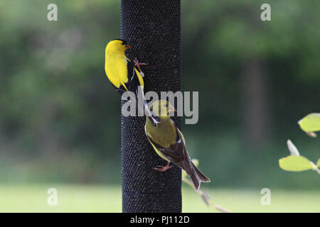 Male and female American Goldfinches eating Nyjer (thistle) seed at a backyard feeder in Trevor, Wisconsin, USA Stock Photo