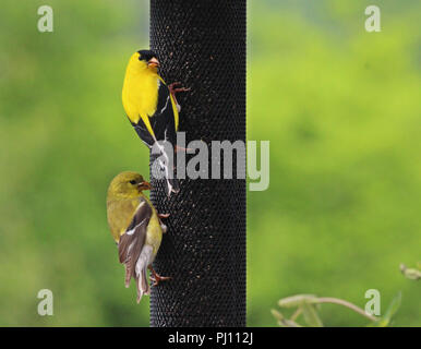 Male and female American Goldfinches eating Nyjer (thistle) seed out of a backyard feeder in Trevor, Wisconsin, USA Stock Photo