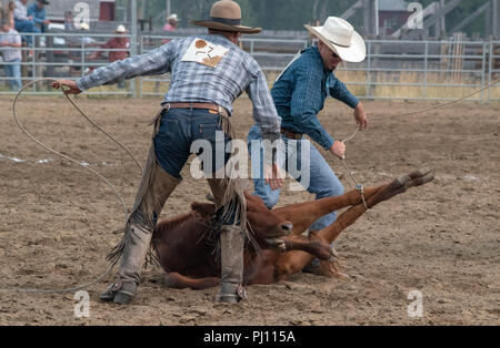 Cowboys compete in the calf doctoring competition at the annual ranch rodeo at Bar U Ranch, National Historic Site of Canada, Parks Canada, Longview,  Stock Photo