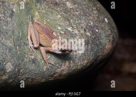 A male Brown Slender Toad (Ansonia leptopus) calling from a boulder in Kubah National Park, Sarawak, East Malaysia, Borneo Stock Photo