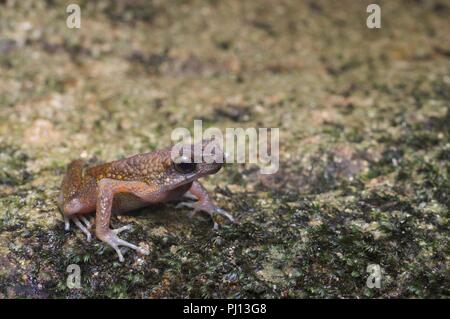 A male Brown Slender Toad (Ansonia leptopus) perched on a boulder in Kubah National Park, Sarawak, East Malaysia, Borneo Stock Photo