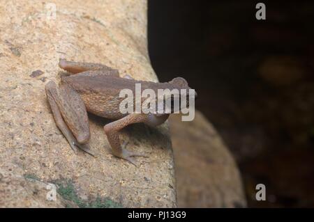 A male Brown Slender Toad (Ansonia leptopus) calling from a boulder in Kubah National Park, Sarawak, East Malaysia, Borneo Stock Photo