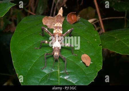 Kabaah Insects Tropical rainforest in Kubah National Park, Sarawak, Malaysian Borneo ...